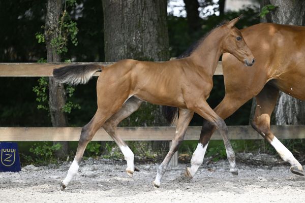 TIOR FSD Z - Alluring filly by TOÈMME DE REGOR Z out of a